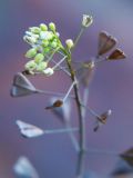 Capsella bursa-pastoris