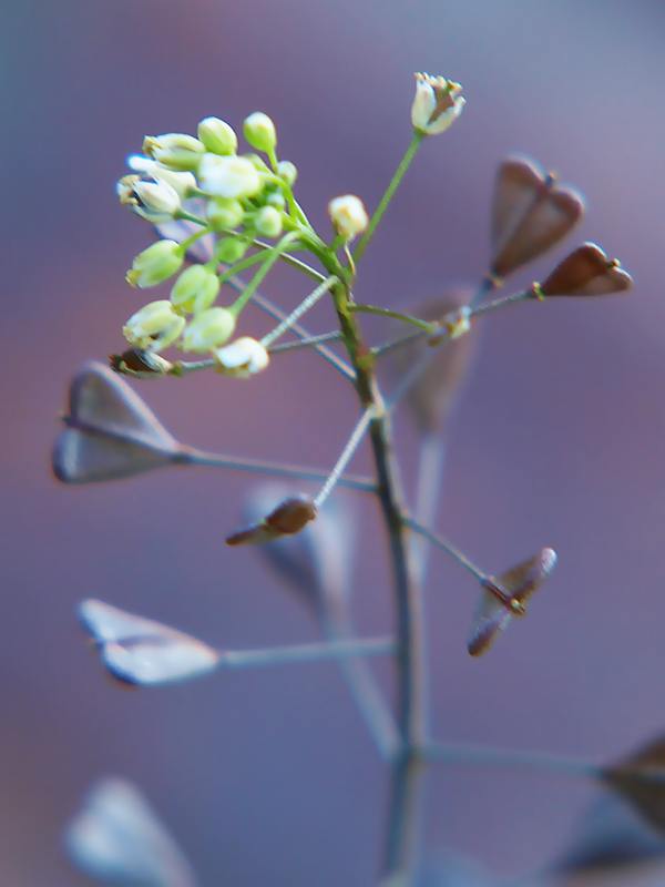 Изображение особи Capsella bursa-pastoris.