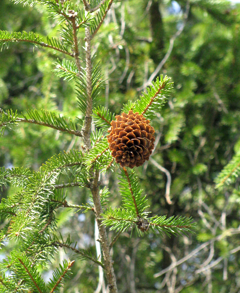 Изображение особи Picea abies.