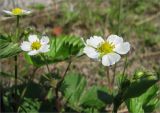 Fragaria vesca. Верхушки цветущих растений. Карелия, берег оз. Сегозеро. 13.06.2009.