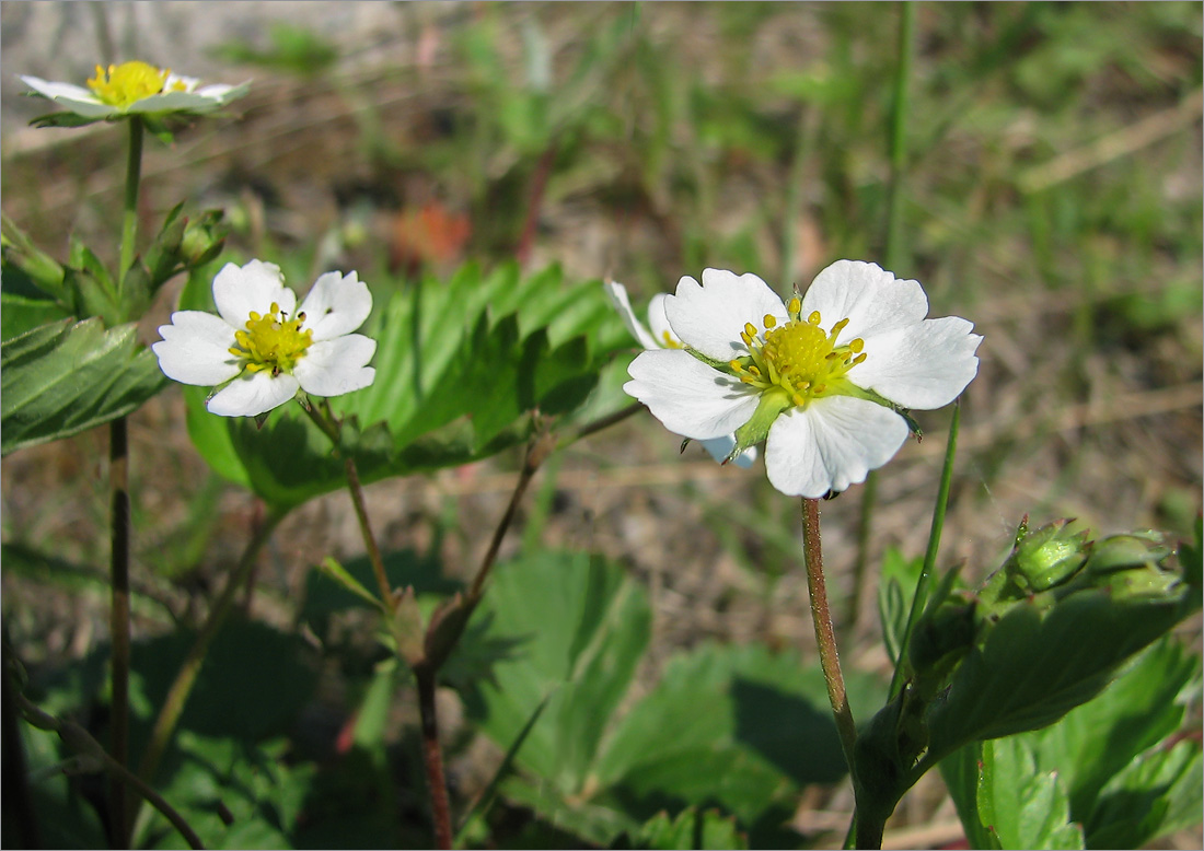 Изображение особи Fragaria vesca.