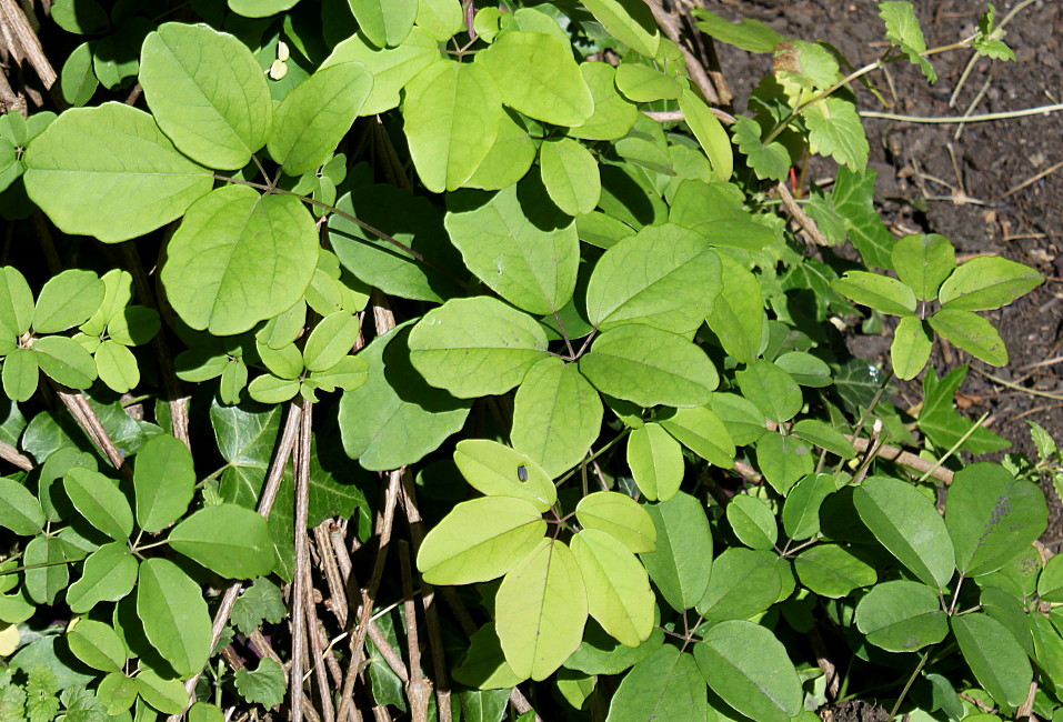 Изображение особи Akebia quinata.