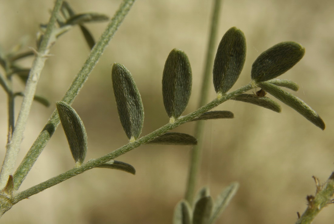 Изображение особи Astragalus glaucus.