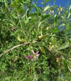 Lycium barbarum. Часть веточки цветущего растения. Украина, г. Одесса. 10.05.2013.