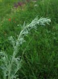 Artemisia absinthium. Верхушка растения с нераспустившимися соцветиями. Крым, Белогорский р-н, окр. с. Земляничное, у дороги. 23 июня 2013 г.