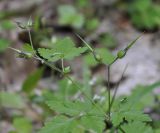 Geranium robertianum. Верхушка побега с плодами. Греция, Пиерия, предгорье Олимпа, окр. озера Кати (Λίμνη Κατή). 29.06.2013.