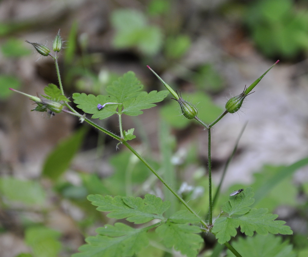 Изображение особи Geranium robertianum.