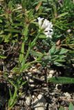 genus Asperula. Побег с соцветием. Крым, Симферополь, Марьино, склон петрофитной степи. 6 июля 2013 г.