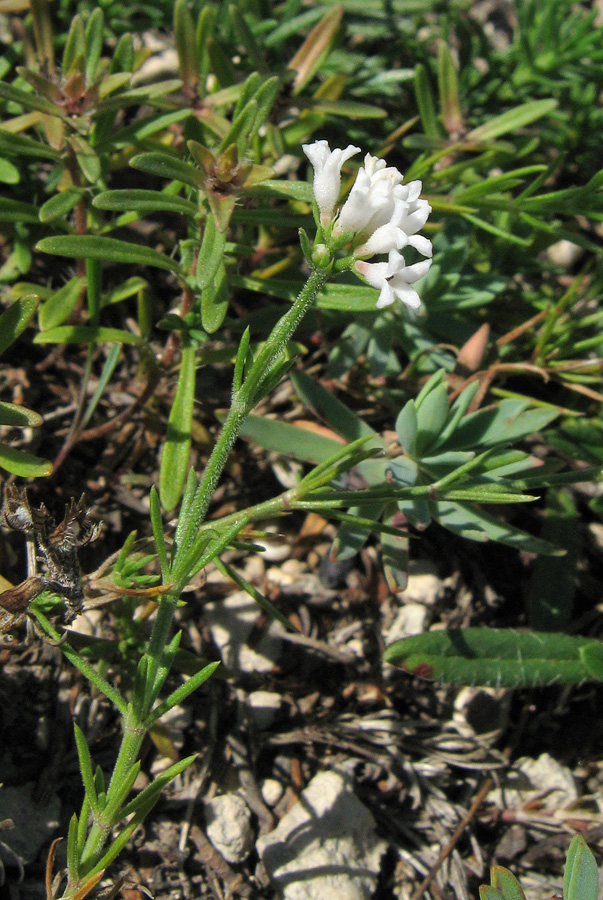 Изображение особи род Asperula.