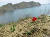 Tulipa suaveolens