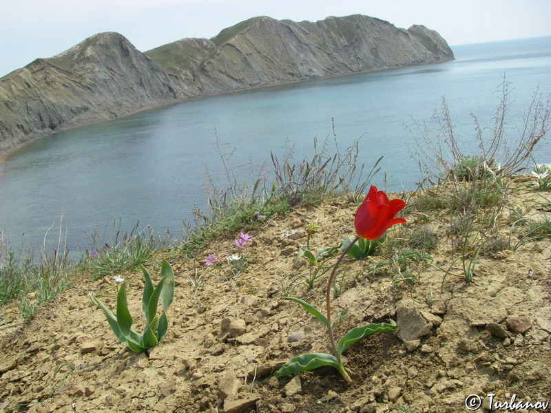 Изображение особи Tulipa suaveolens.