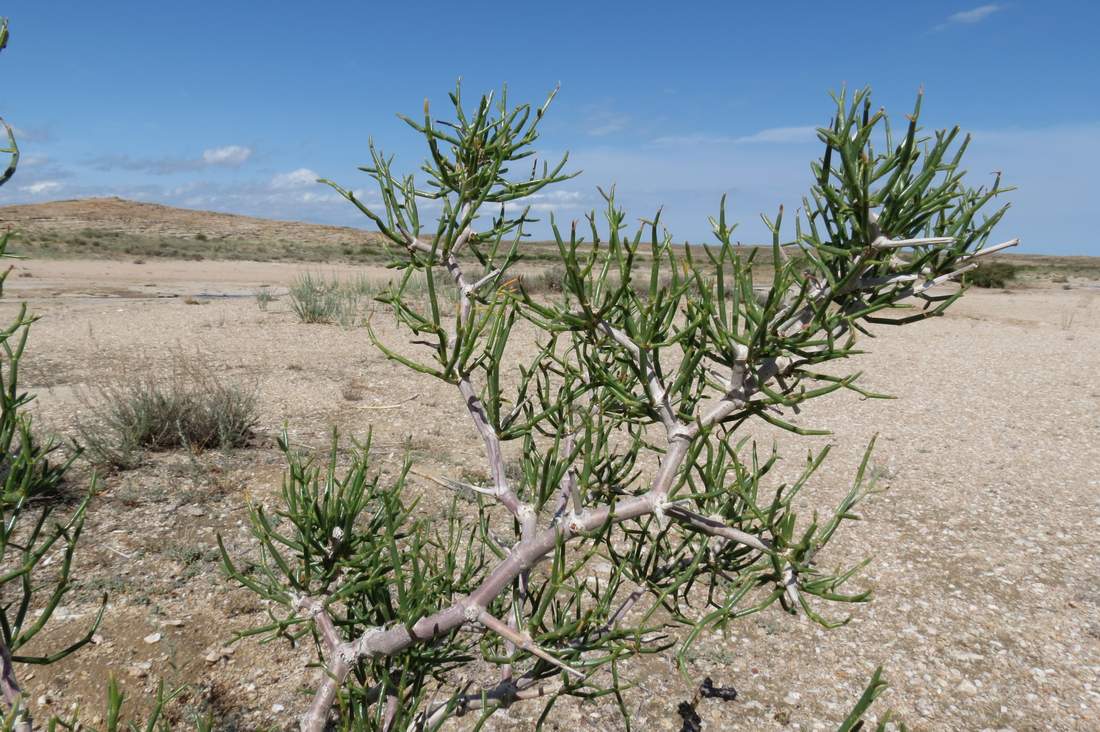 Image of Calligonum junceum specimen.