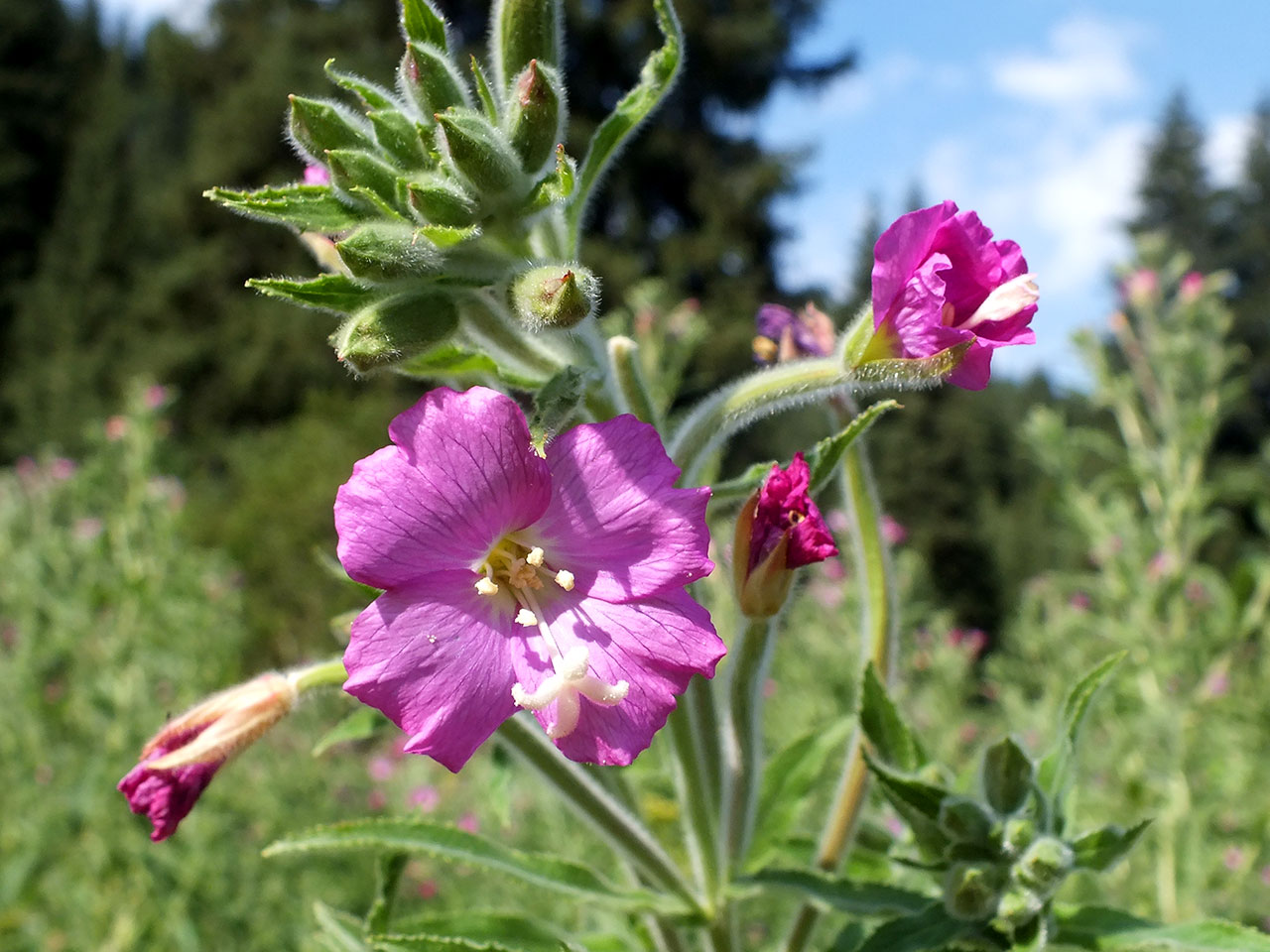 Image of Epilobium villosum specimen.