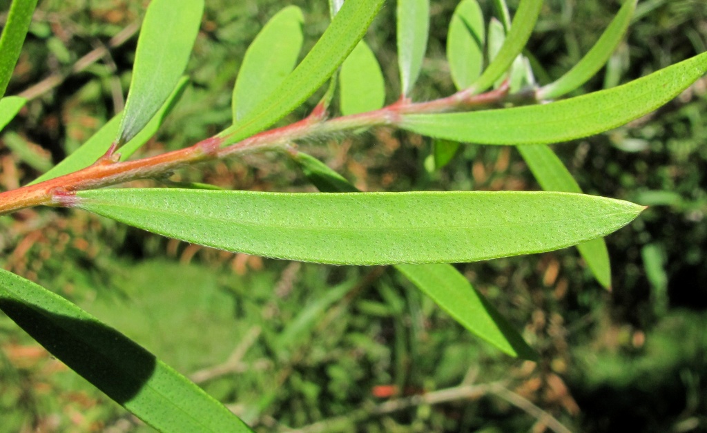 Image of Callistemon citrinus specimen.