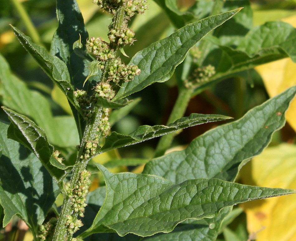 Image of Blitum bonus-henricus specimen.