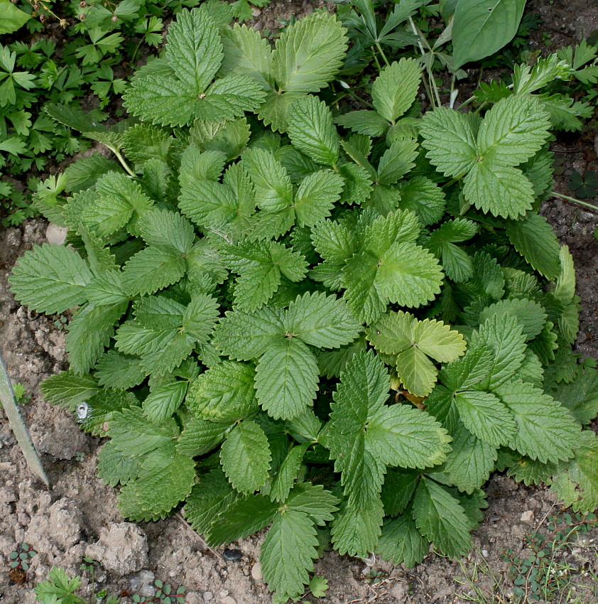 Изображение особи Potentilla grandiflora.