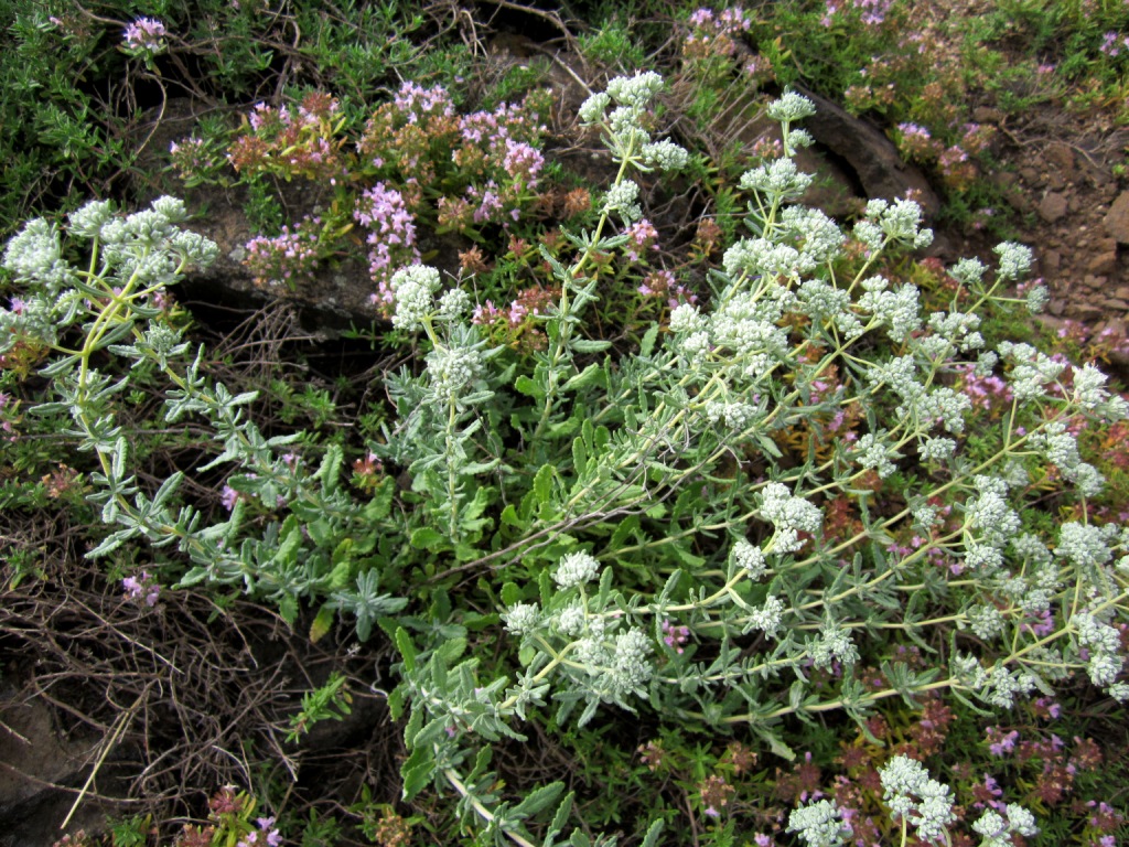 Image of Teucrium capitatum specimen.