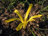 Sternbergia colchiciflora