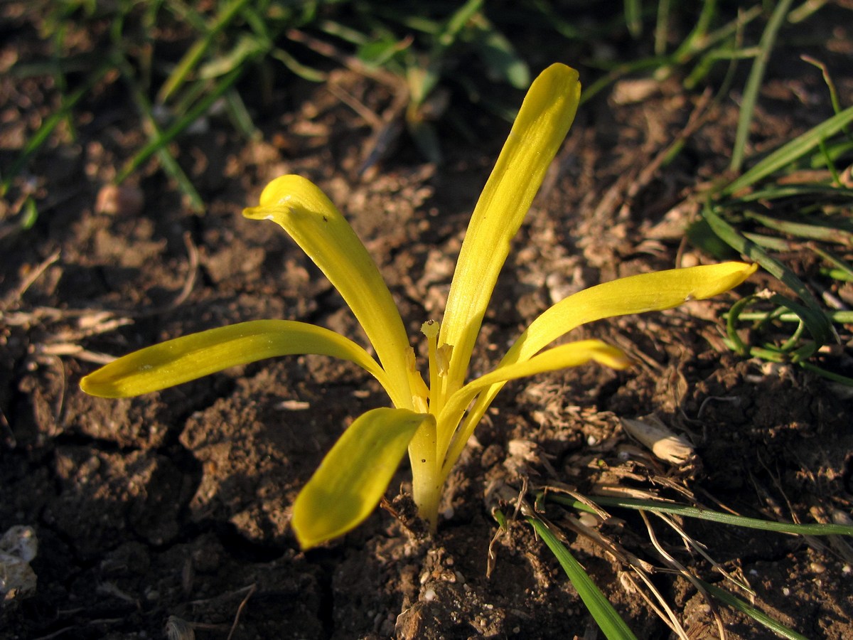 Изображение особи Sternbergia colchiciflora.