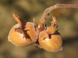 Corylus avellana