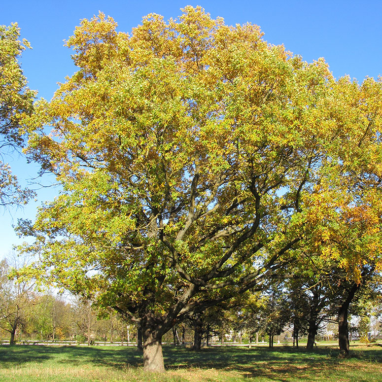 Изображение особи Quercus pedunculiflora.