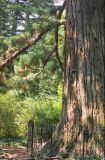 Sequoiadendron giganteum. Основание ствола взрослого дерева. Крым, Ялтинский горсовет, пос. Никита, Никитский ботанический сад, в культуре. 5 августа 2013 г.