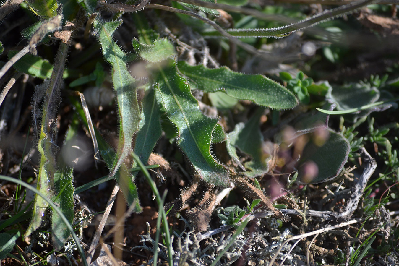 Image of genus Leontodon specimen.