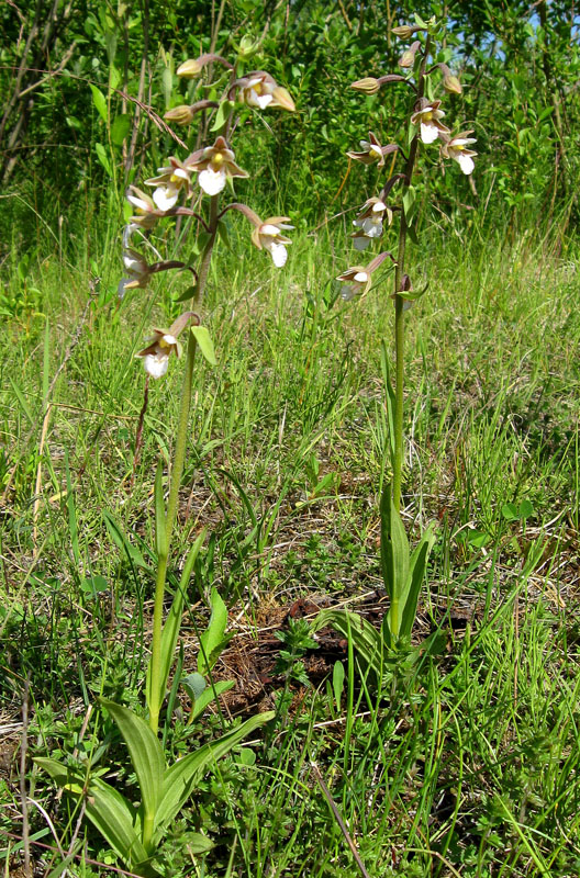 Image of Epipactis palustris specimen.