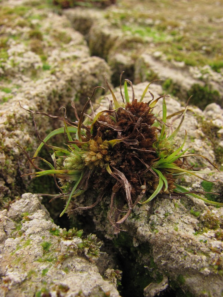 Изображение особи Cyperus michelianus.