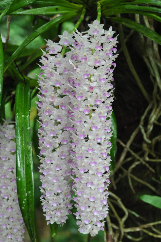 Изображение особи Rhynchostylis gigantea.