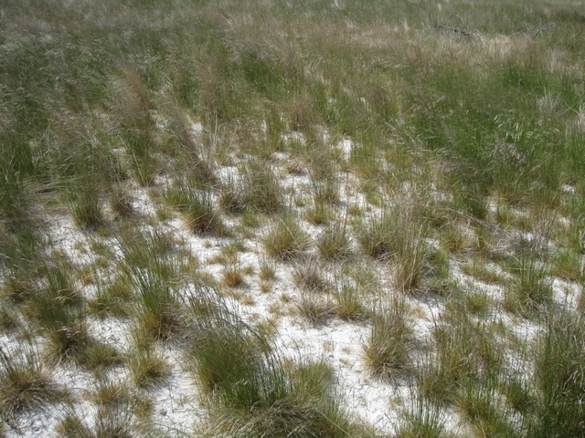 Image of Deschampsia tzvelevii specimen.