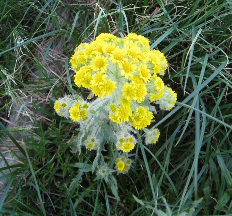 Изображение особи Tephroseris palustris.