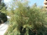 род Tamarix