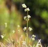 Silene klokovii