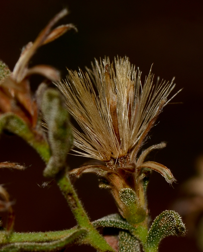 Изображение особи Chiliadenus iphionoides.