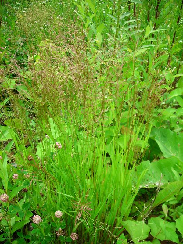 Изображение особи Agrostis gigantea.