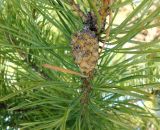 Pinus sylvestris. Зрелая шишка со смоляными натёками. Московская обл., окр. Электрогорска, 09.03.2014.