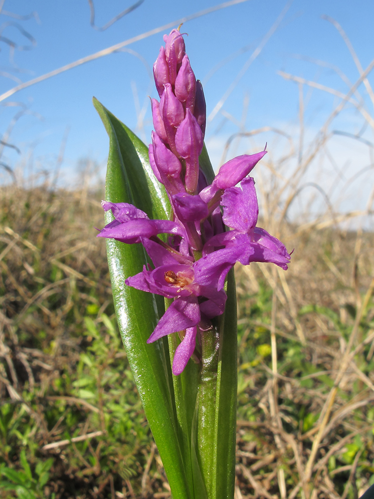 Image of Orchis mascula specimen.