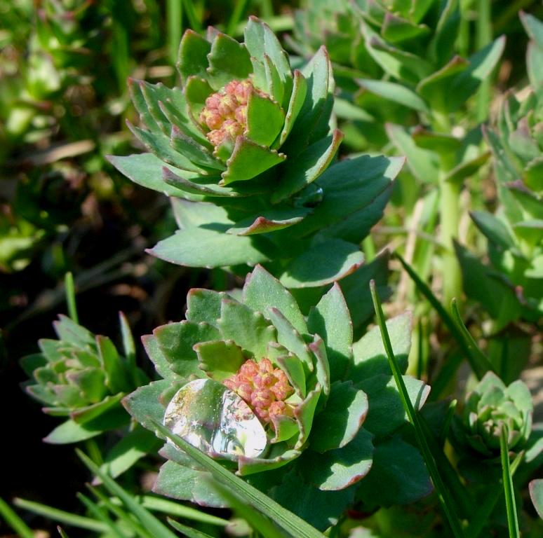 Изображение особи Rhodiola rosea.