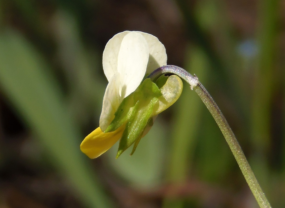 Изображение особи Viola arvensis.