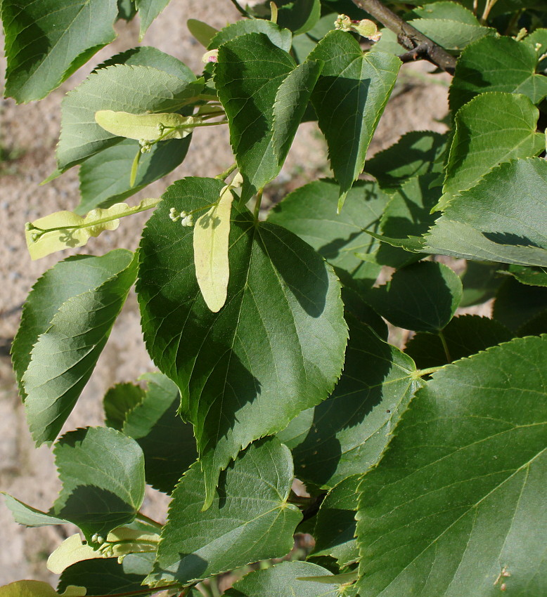 Image of Tilia cordata specimen.