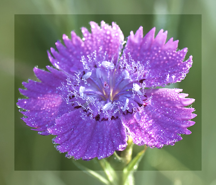 Image of Dianthus fischeri specimen.