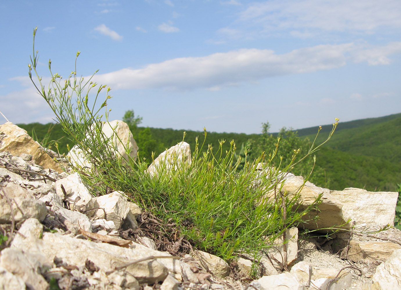 Image of Asperula lipskyana specimen.