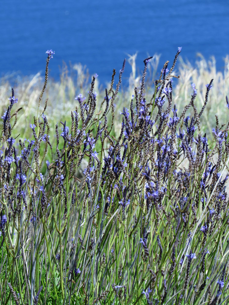 Изображение особи Lavandula canariensis.