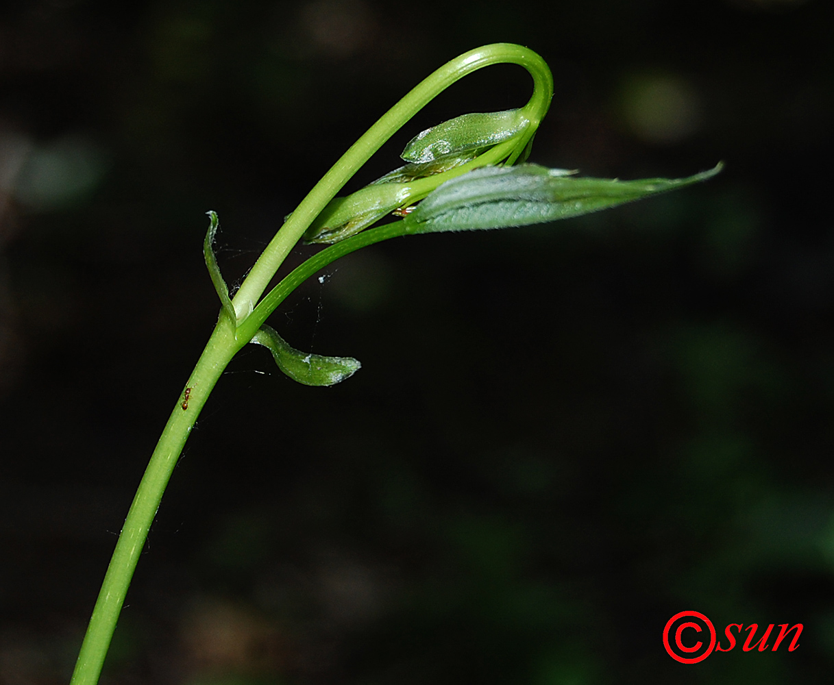 Image of Parthenocissus quinquefolia specimen.