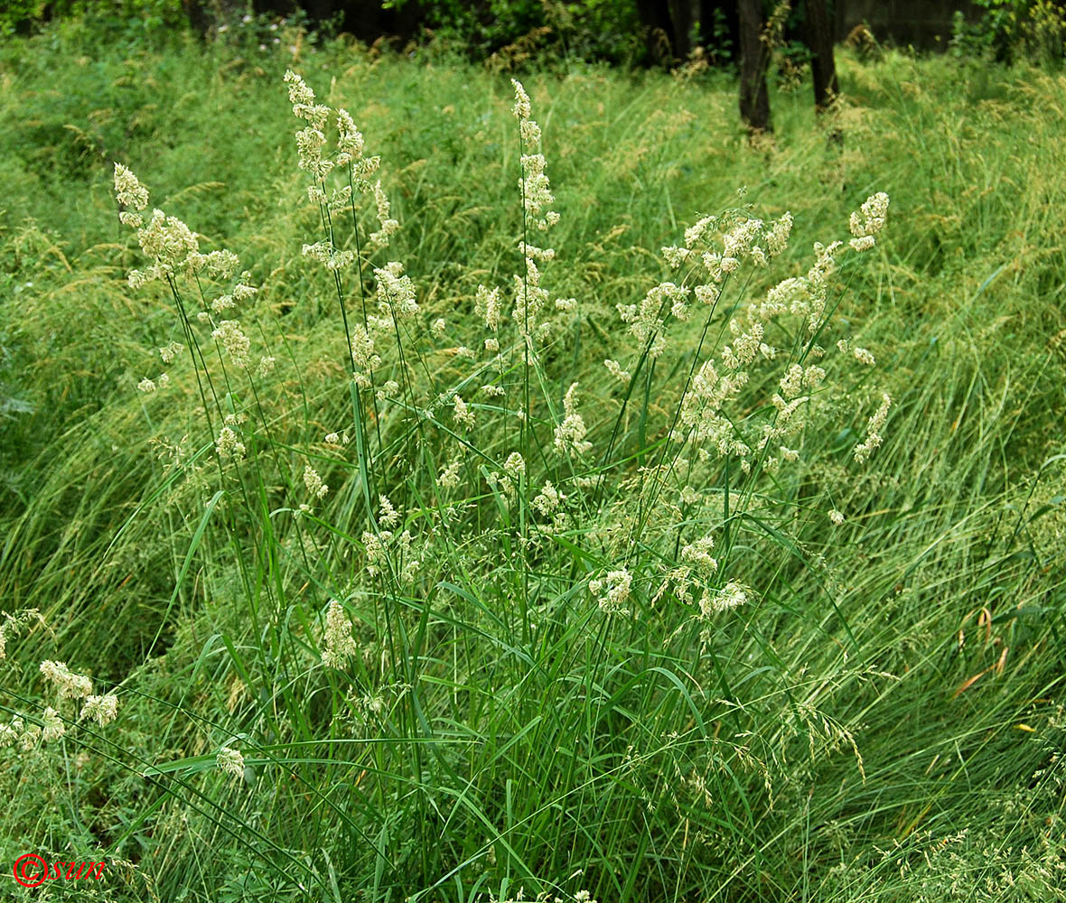 Изображение особи Dactylis glomerata.