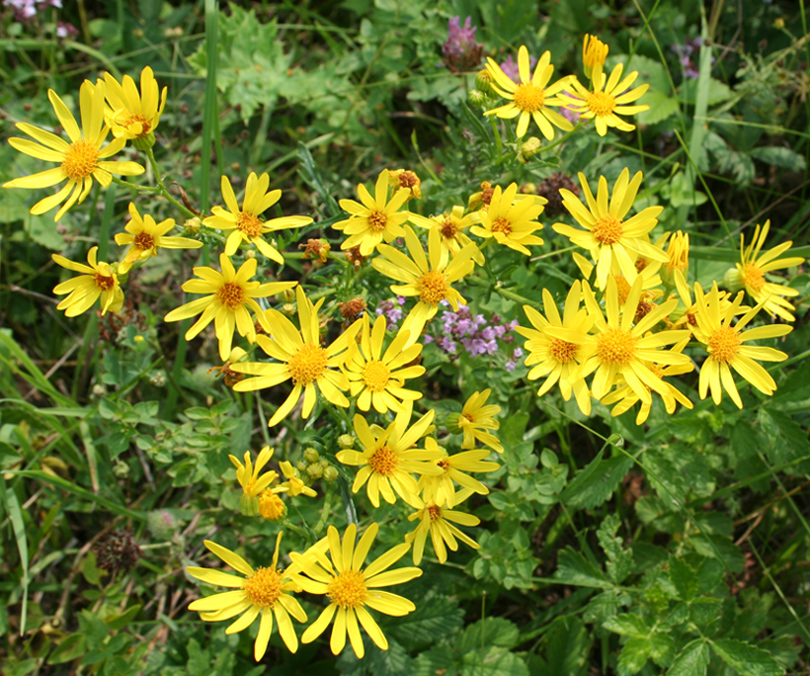 Image of genus Senecio specimen.