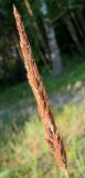 Calamagrostis glomerata. Соцветие. Республика Татарстан, г. Бавлы. 12.07.2009.