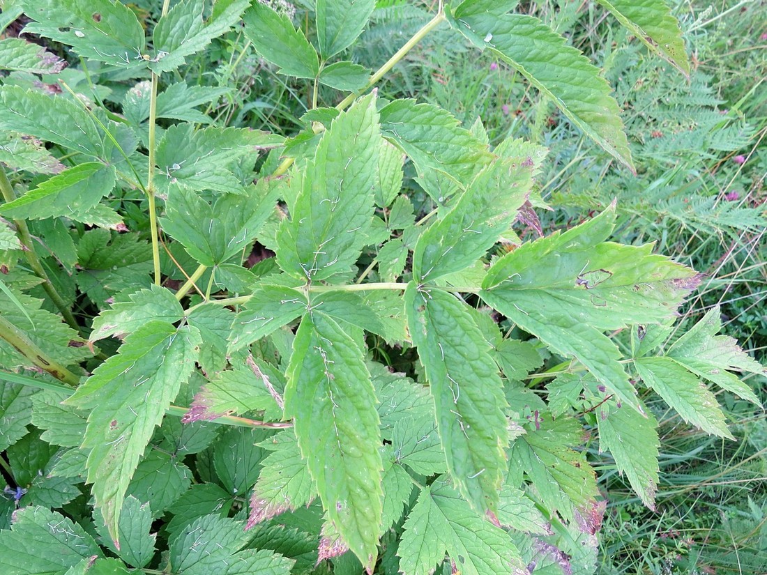 Image of Cimicifuga foetida specimen.