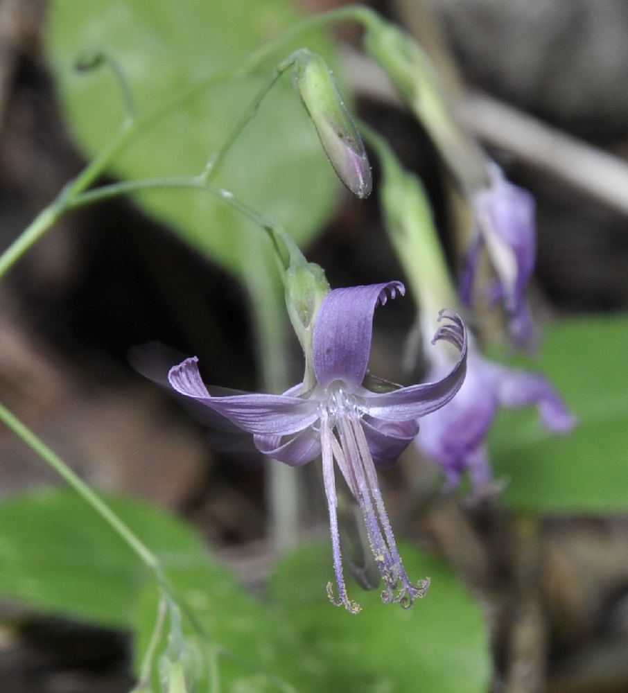 Image of Prenanthes purpurea specimen.